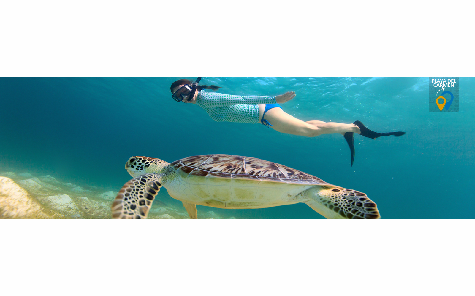 Plongée avec tuba avec des tortues